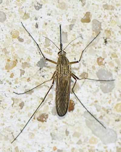 Réf. 181 183 : Culiseta sp.